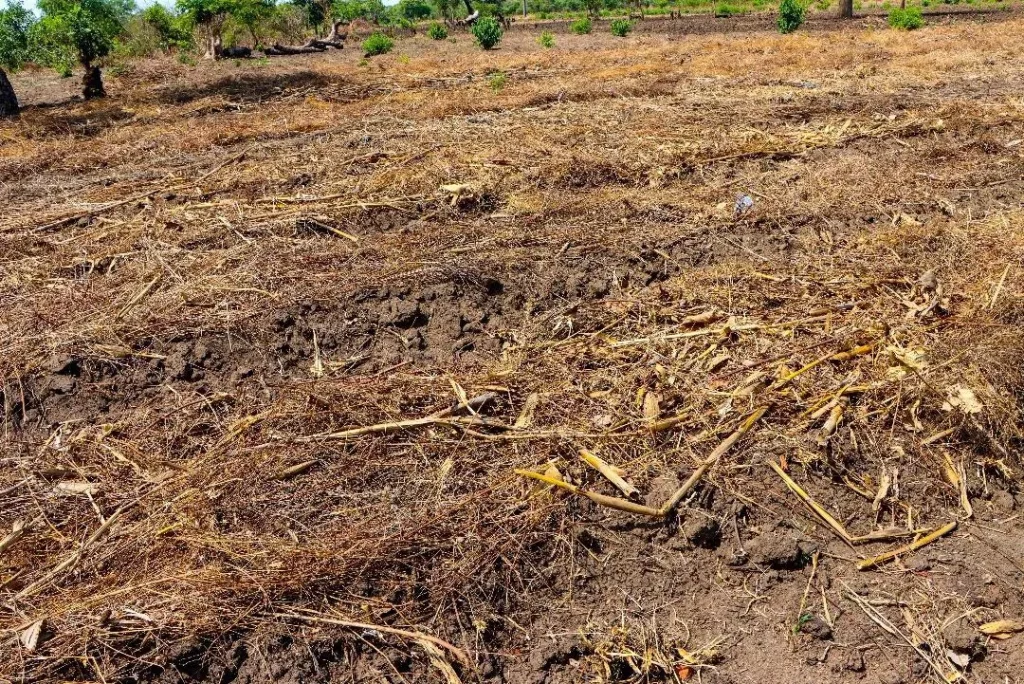 Chrissy's maize field has been thoroughly prepared by following the permaculture techniques she received through the training